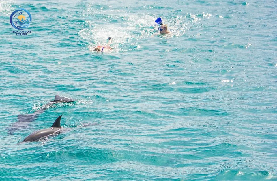 Dolphin House ( La Maison des Dauphins) dolphin-house-snorkeling-adventure/tour_img-1054307-145.jpg