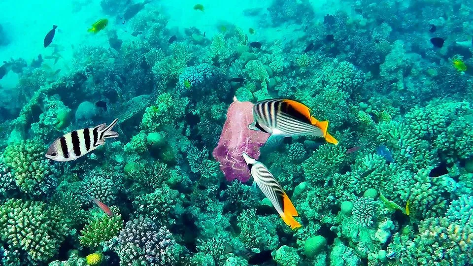 Mahmya Insel Ausflug mahmya-island-trip/tour_img-952505-145.jpg