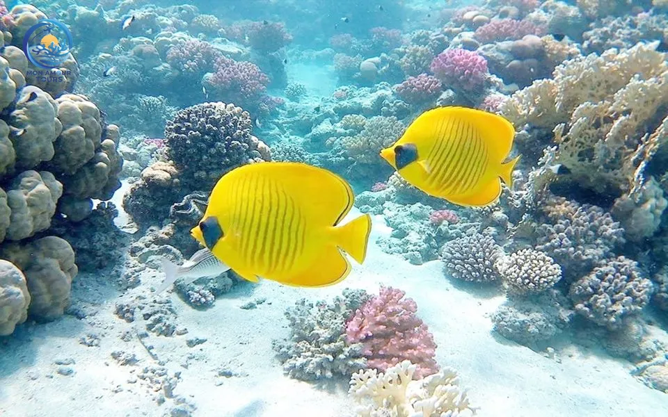 L’Île du Paradis tour_img-1355285-145.jpg